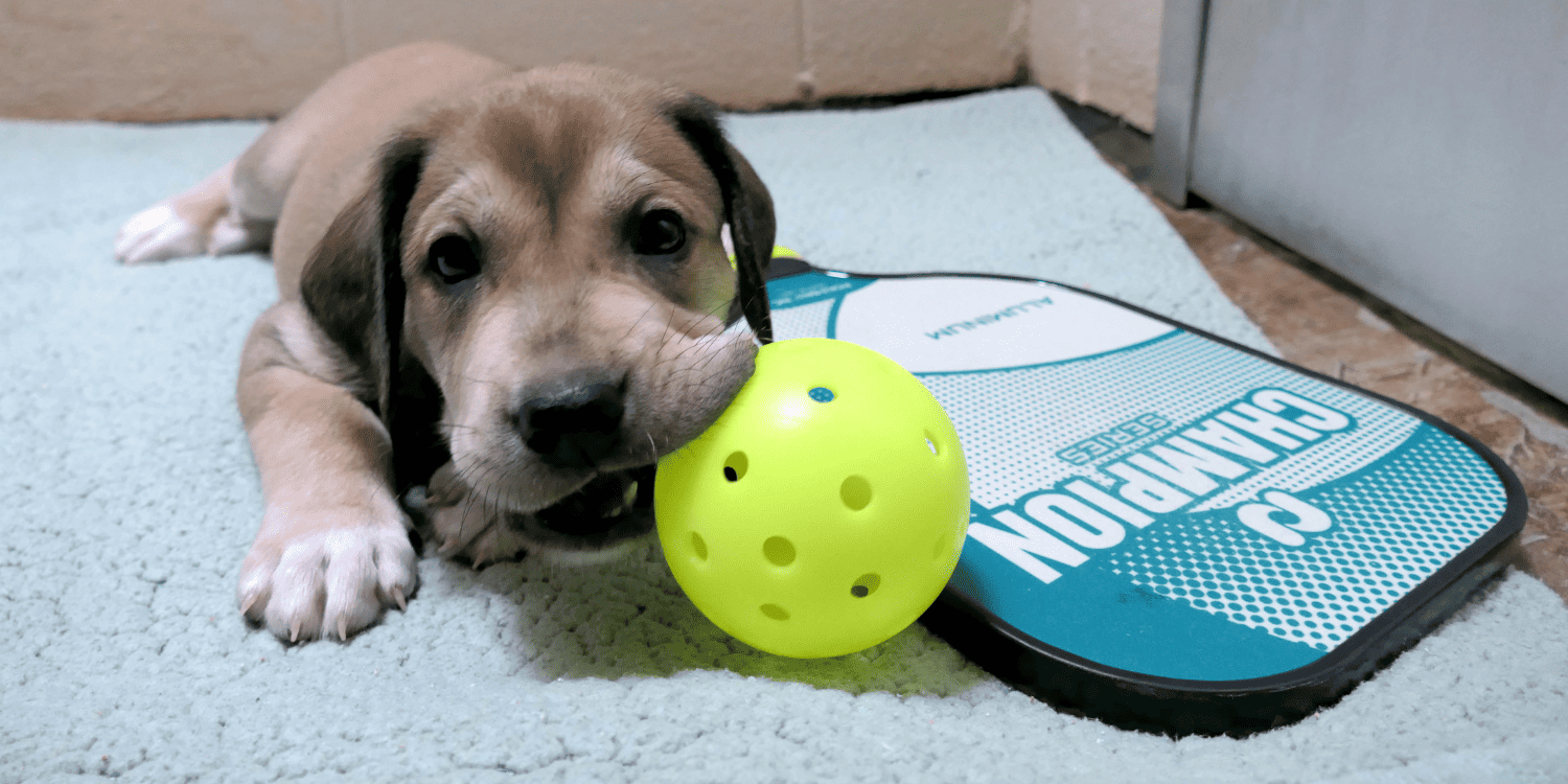 is pickleball dog friendly. puppy with a ball in its mouth next to a pickleball paddle